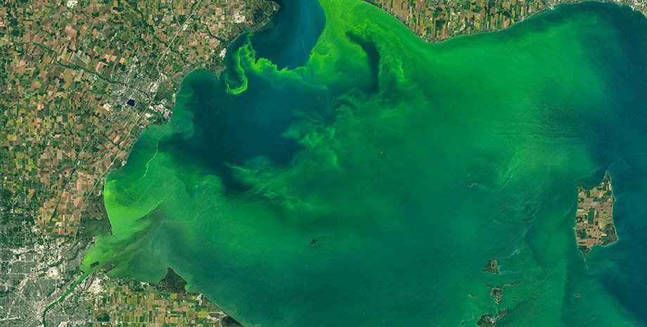 Цветение воды