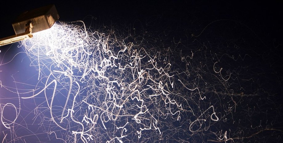 комахи, світло