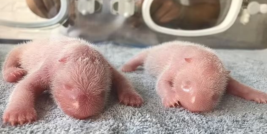 Новорожденные панды-близнецы