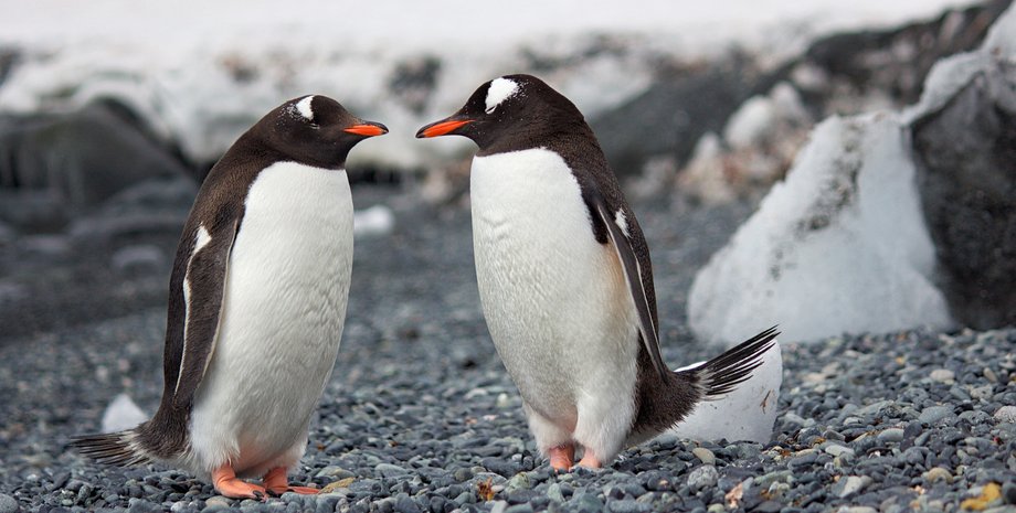 развитие антарктического акцента, языковая эволюция, акцент, социолингвистические исследования, речь изолированных сообществ, трансформация акцента, лингвистические инновации, поведение человека в экстремальных условиях, возможность марсианского акцента