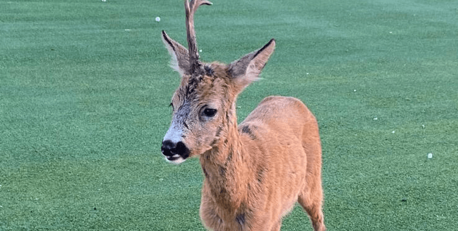 Олень с одним рогом, необычное животное, животные, единорог, олень наблюдал за девушкой, животное не пыталось убежать,