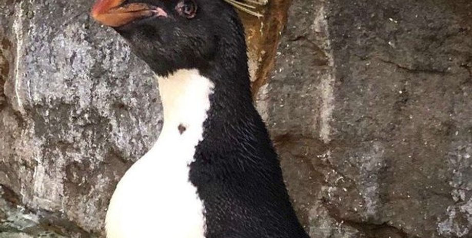 пингвин, хохлатый пингвин