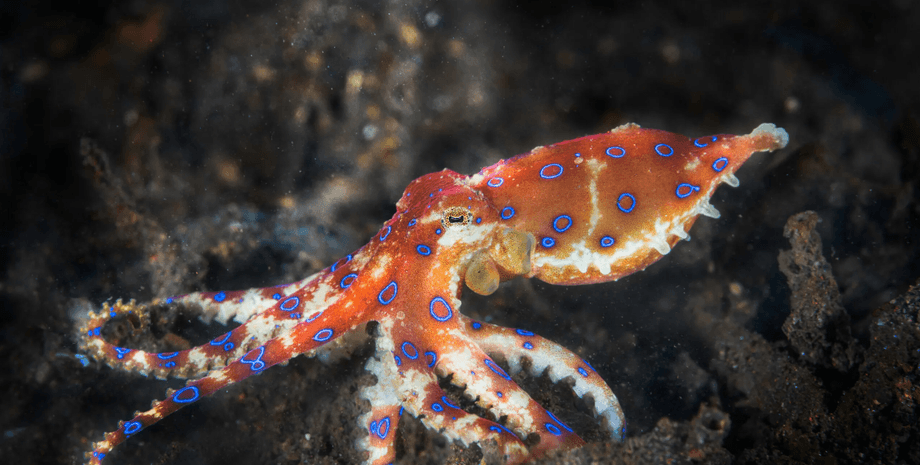 осьминог, ядовитый осьминог