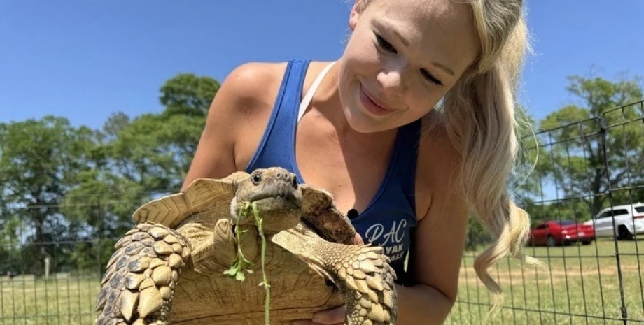 Домашняя черепаха в США Домашняя черепаха в США