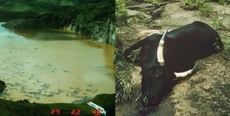 На озере Ньос погибли почти 2 тысячи людей озеро ньос, массовая гибель