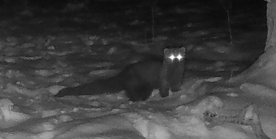 животное куница