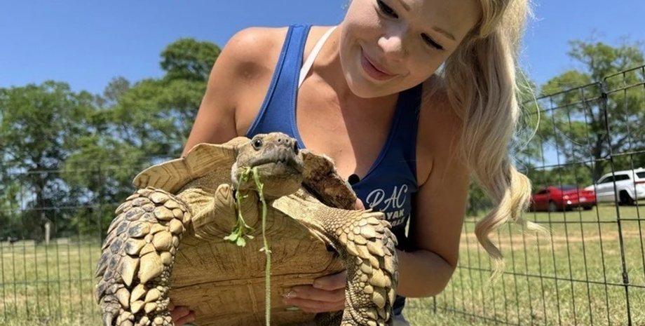 Домашняя черепаха в США