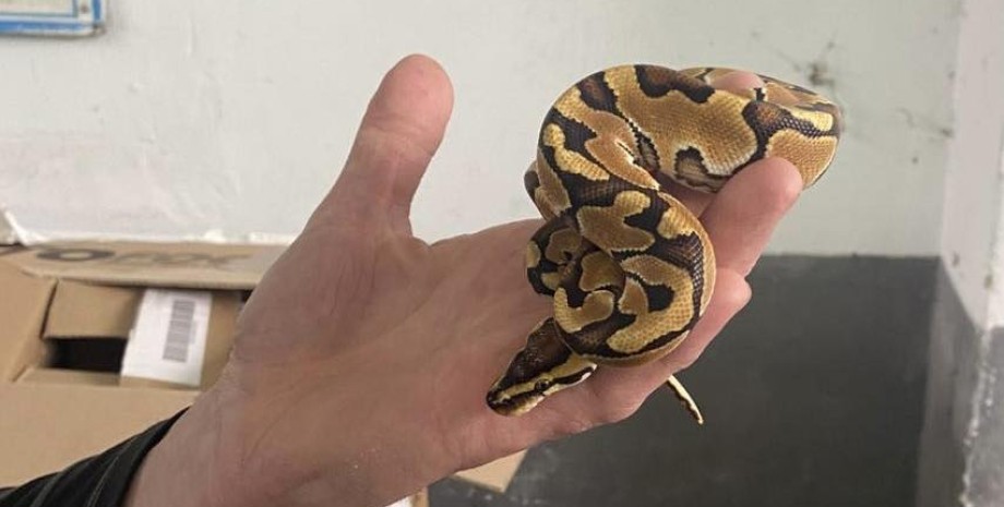 Митники виявили королівського пітона у багажнику авто королівський пітон