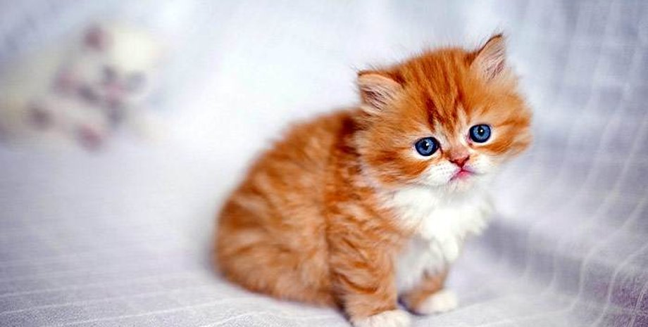 Фото: ZooClub.ru