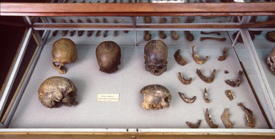 Natural History Museum of Denmark