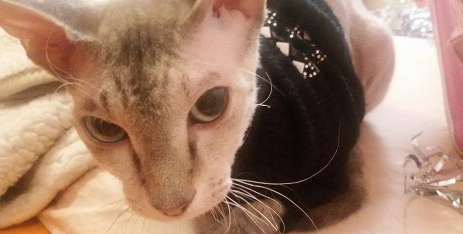 Боевики использовали кошку в качестве растяжки / Фото: facebook.com/olga.halchenko