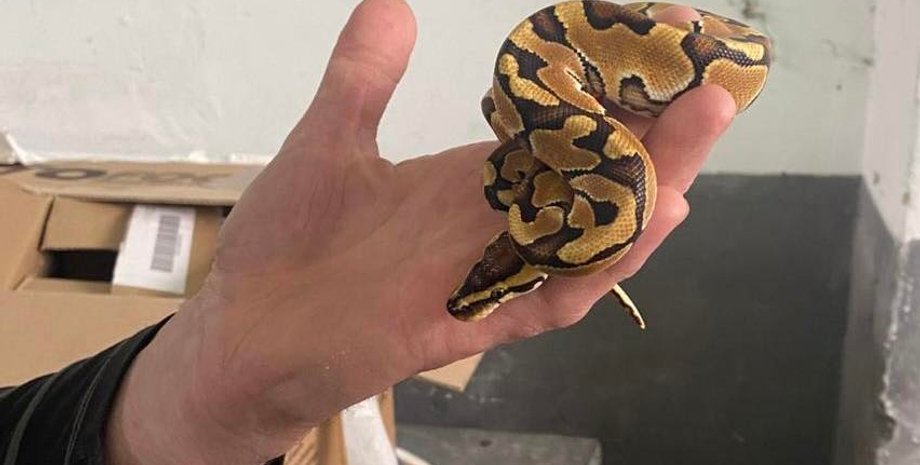 королівський пітон