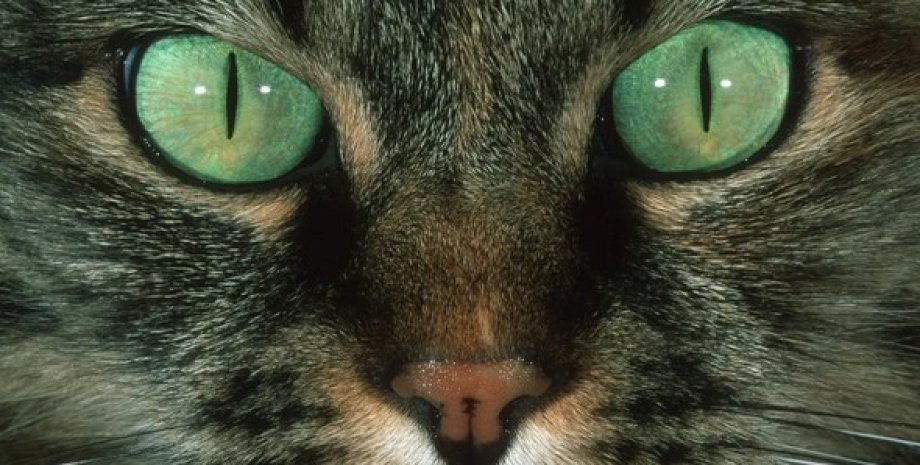 кошка, глаза