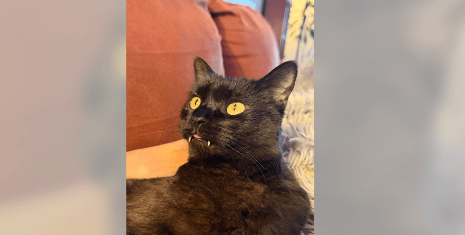 Клыки у кота Растут зубы у кота, в чем дело