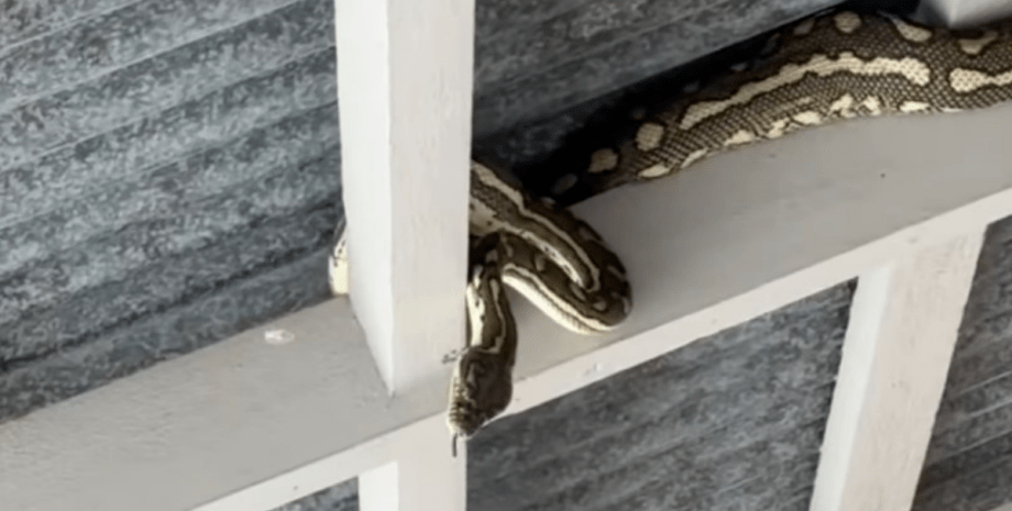 питон питон, австралия