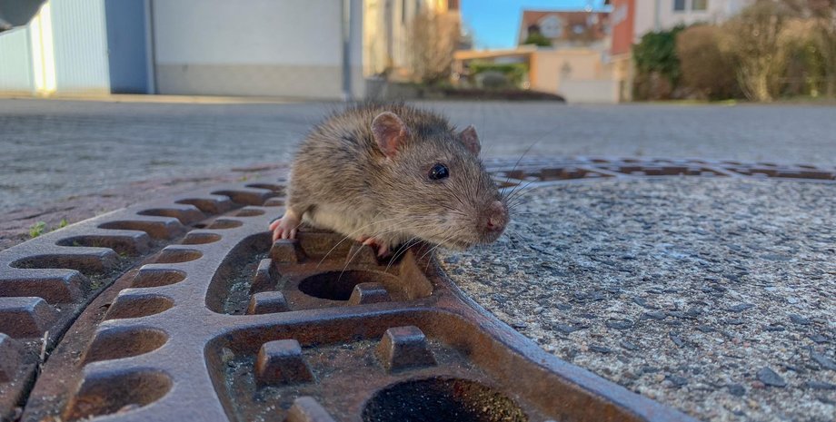 Berufstierrettung Rhein Neckar
