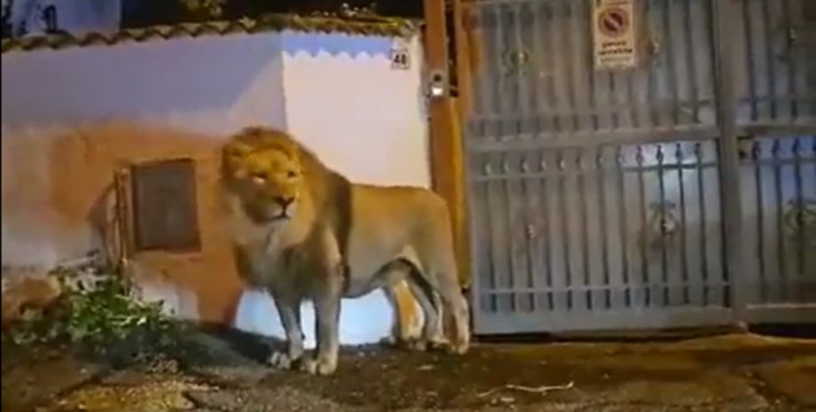 В Италии лев сбежал из цирка, лев бродил по улицам, напугал людей, большая кошка, отправился на охоту, мэр города, хищник, дикое животное