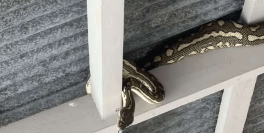 питон, австралия