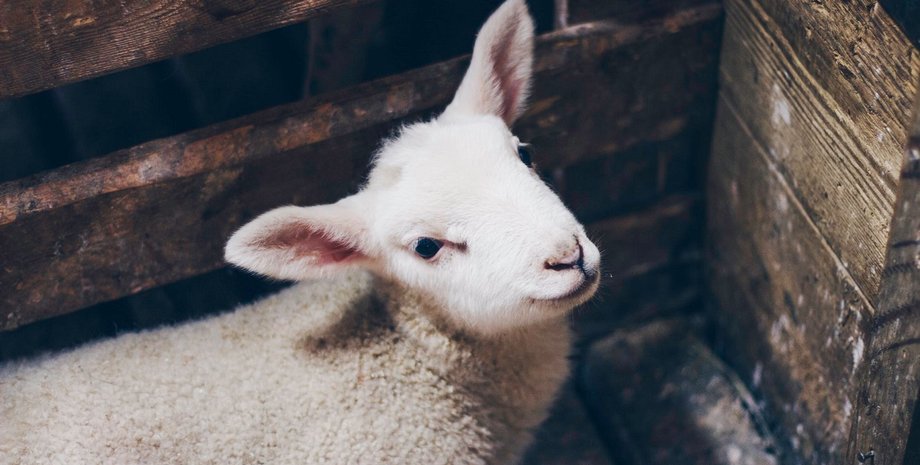 ученые создали искусственные растущие сердечные клапаны