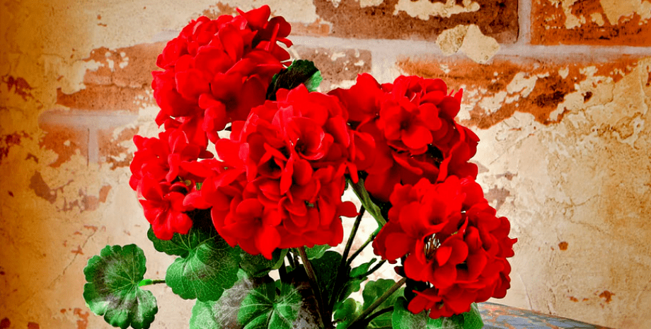 цветок герань герань, цветок