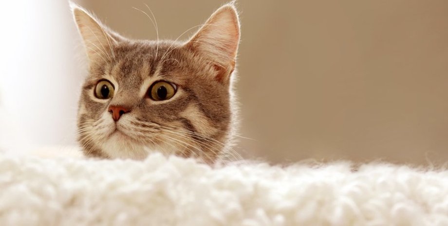 Фото с сайта Kolobok.ua