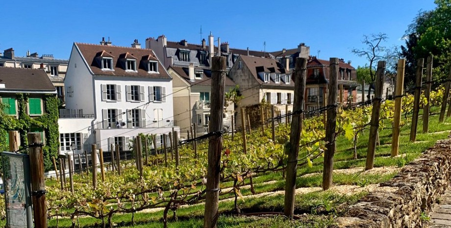 Виноградник в центре Парижа Виноградник в центре Парижа, виноградник монмартр, Кло-Монмартр