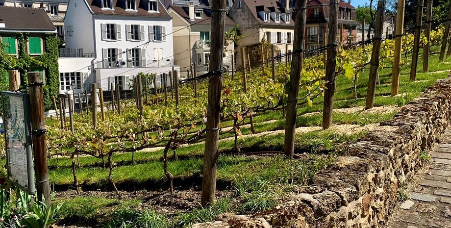 Виноградник в центре Парижа, виноградник монмартр, Кло-Монмартр