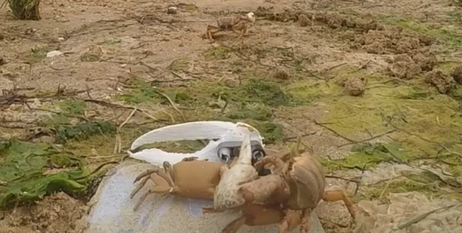 краб-скрипаль