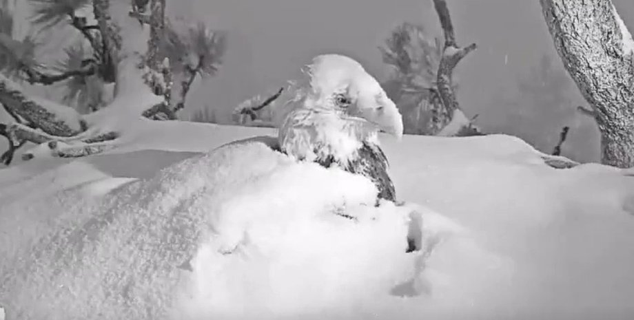 белоголовый орлан, птицы, птенцы, гнездо