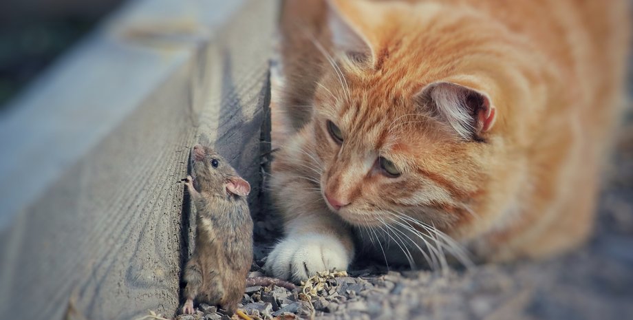 Мышь родила в спальне, коты, курьезы, странные истории, интересные новости, форумы, Reddit, приколы, животные