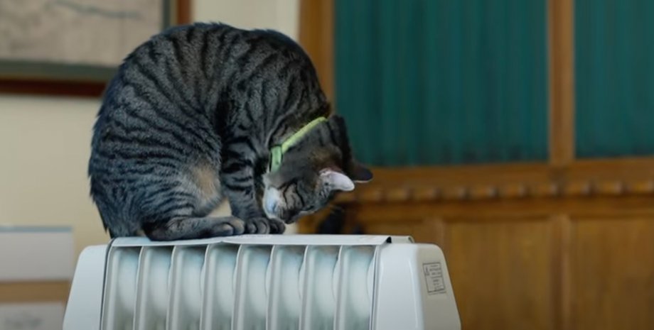 кот левчик, львов, зима, подготовка к зиме, электрообогреватели, отопление