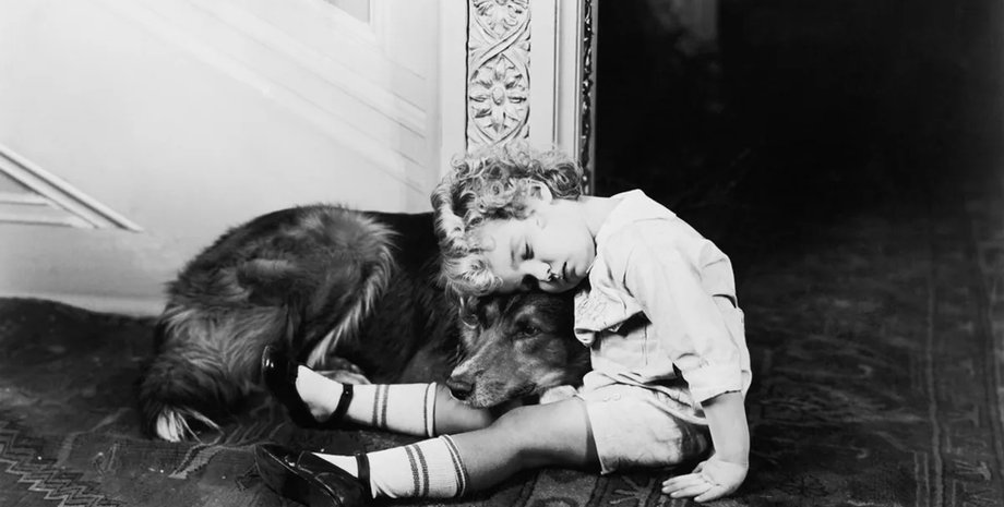 У 1939 року у Великій Британії масово винищили 750 000 домашніх тварин0