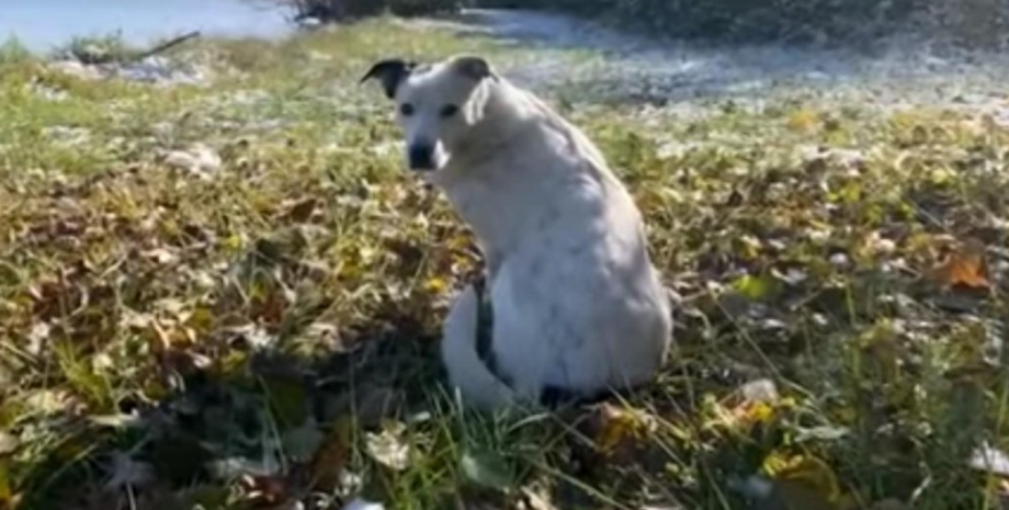 Собака вернулась домой спустя 4 года, собака, домашнее животное, 600 миль, 965 км, нашли у границы, приют, друг семьи, сбежала собака