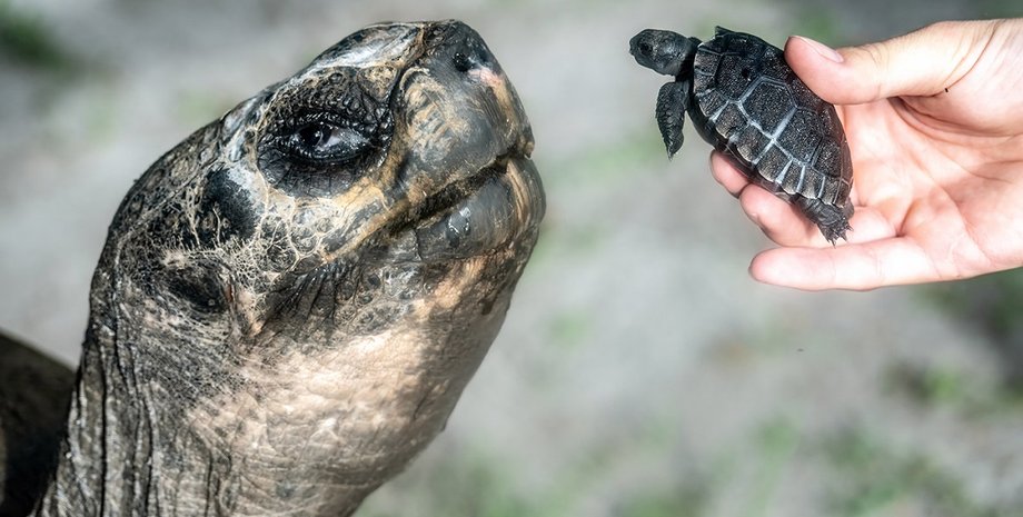 галапагосская черепаха, черепаха, голиаф