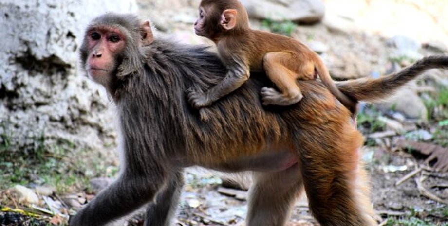 Оспа обезьян, ВОЗ, расизм