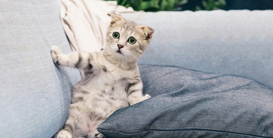 що дратує котів