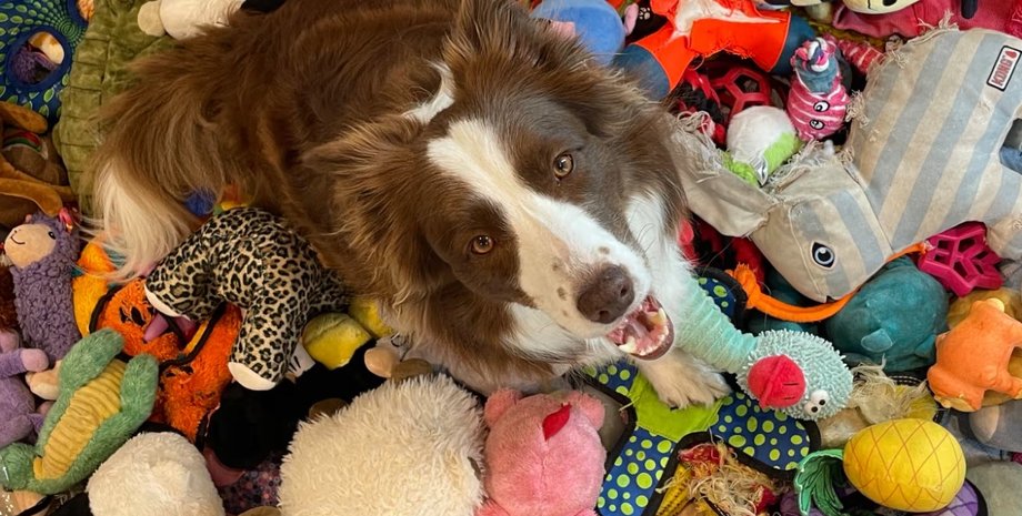 собаки, собаки игрушки, собаки названия игрушек