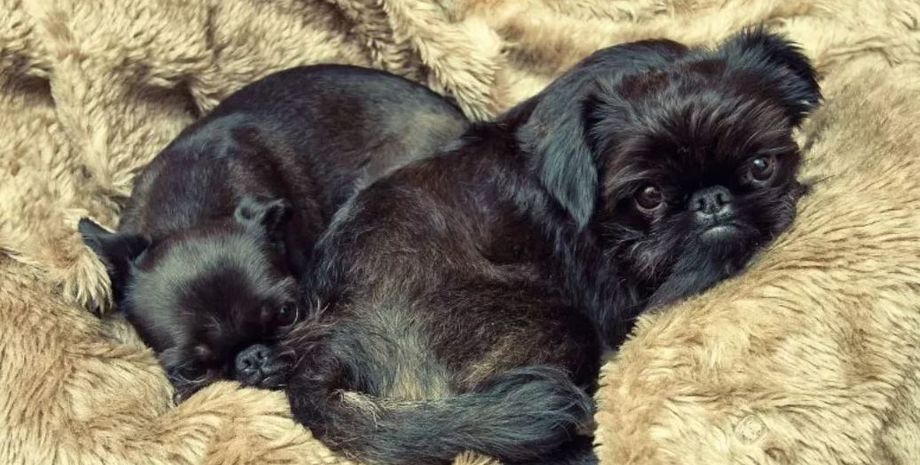 Трансформация пса с годами завирусилась в сети, животные, собаки, домашние любимцы, породы собак