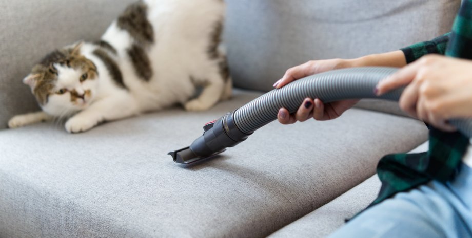 пилосос, кішка, шум пилососа, гучний звук