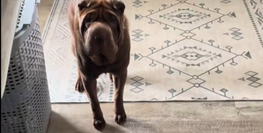 Собака пытается каждый день напугать хозяйку, которая постоянно удивляется, чтобы порадовать питомца