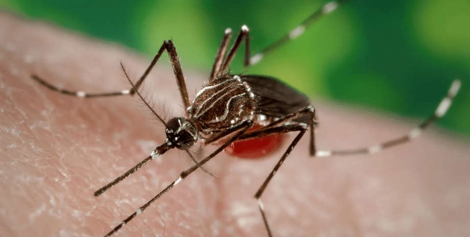 Aedes aegypti, насекомое