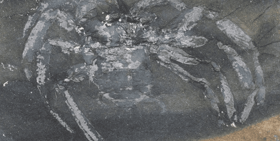 павук, скам’янілість, новий вид, дослідження, Німеччина, період, доктор, павукоподібні