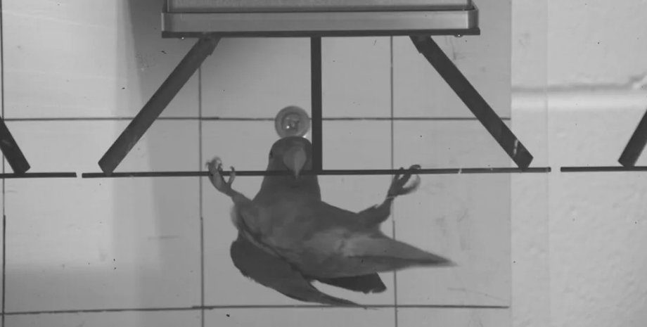 попугай, розовощекий неразлучник