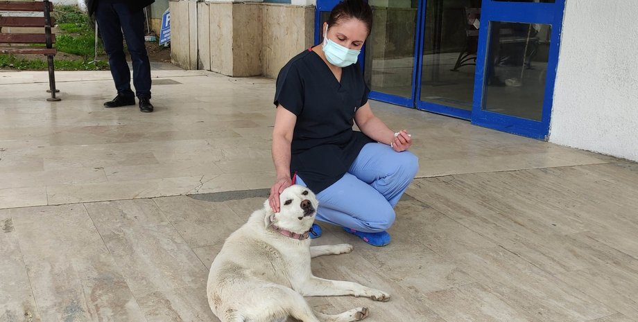 собака, Памук, больница, медсестра, фото