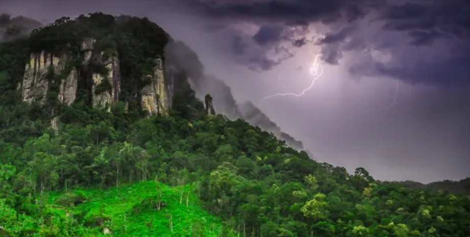 деревья умирают от молний