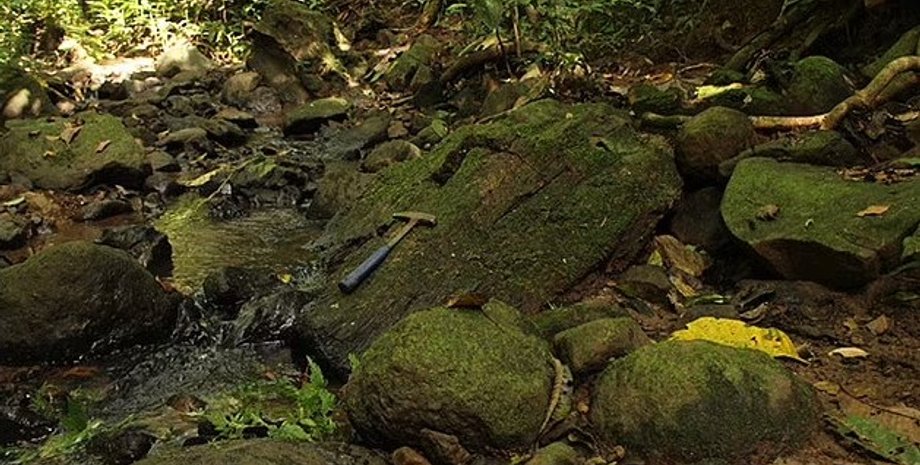 лес, утраченный лес, ископаемый лес