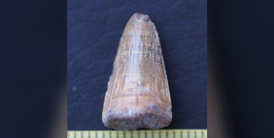 зуб, крокодил