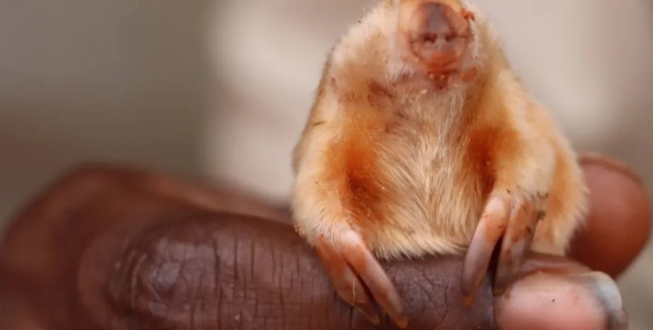 крот, северный сумчатый крот