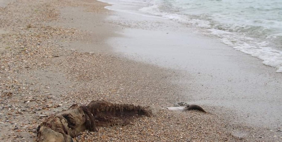 Погибший дельфин, Черное море, российские войска,