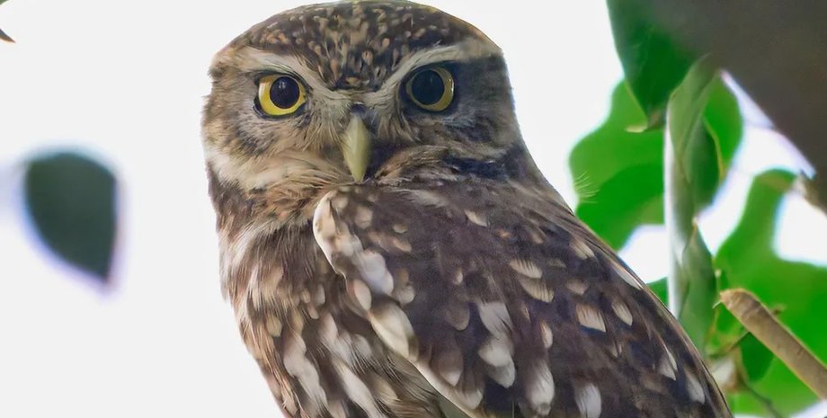 Самець маленької сови постійно кричить у пошуках травми